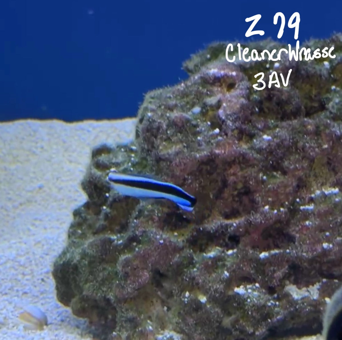 Facebook Live Auction 11/1