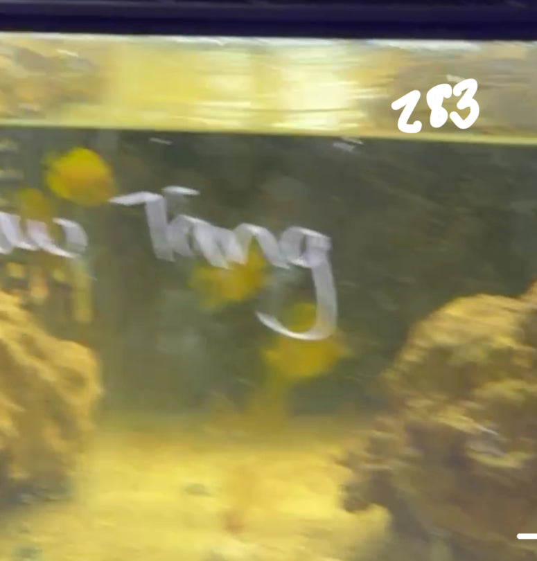 Facebook Live Auction 11/1