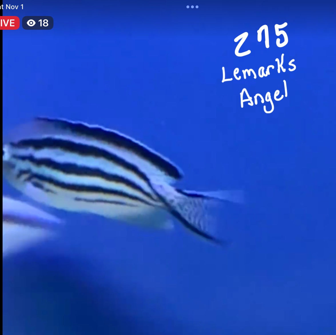 Facebook Live Auction 11/1