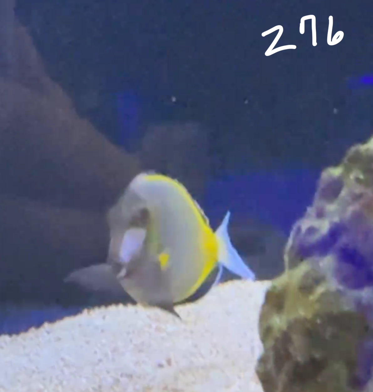 Facebook Live Auction 11/1