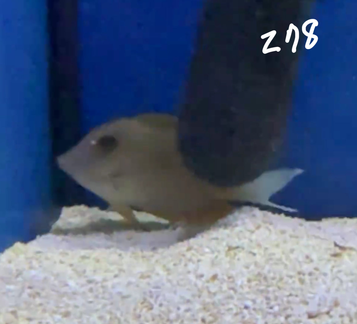 Facebook Live Auction 11/1