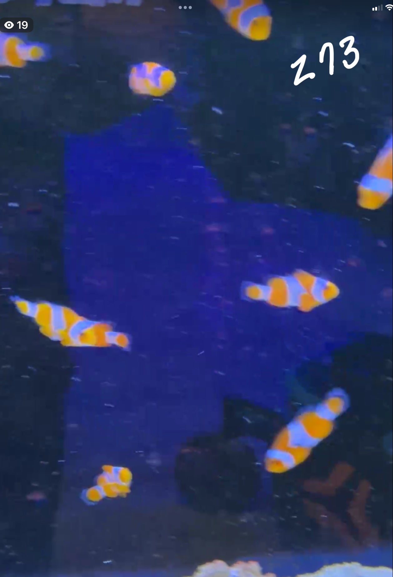 Facebook Live Auction 11/1