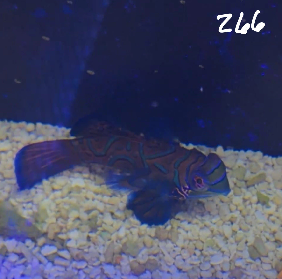 Facebook Live Auction 11/1