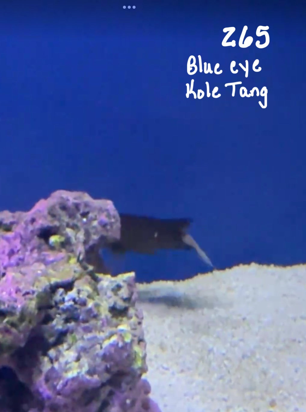 Facebook Live Auction 11/1