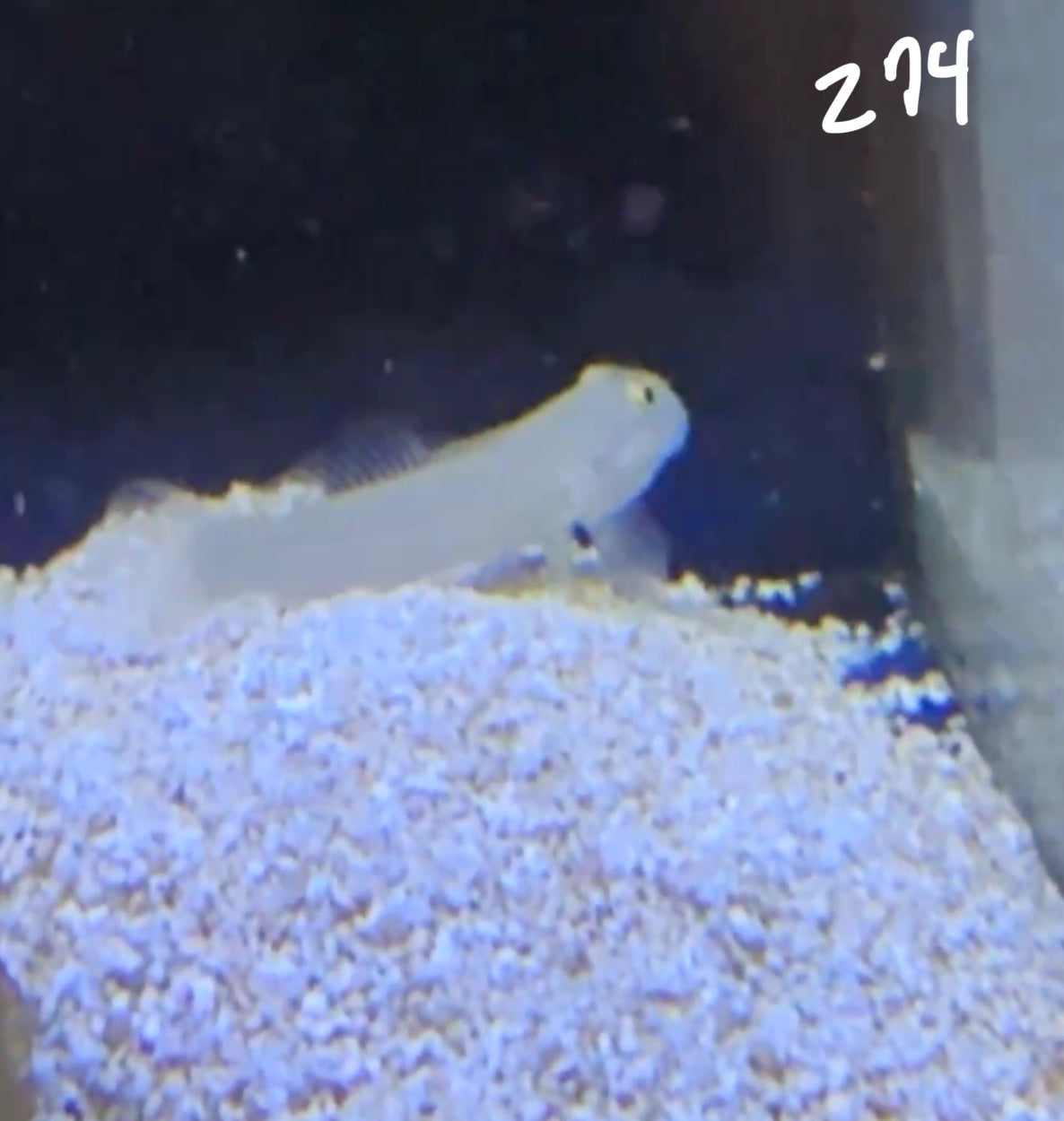 Facebook Live Auction 11/1