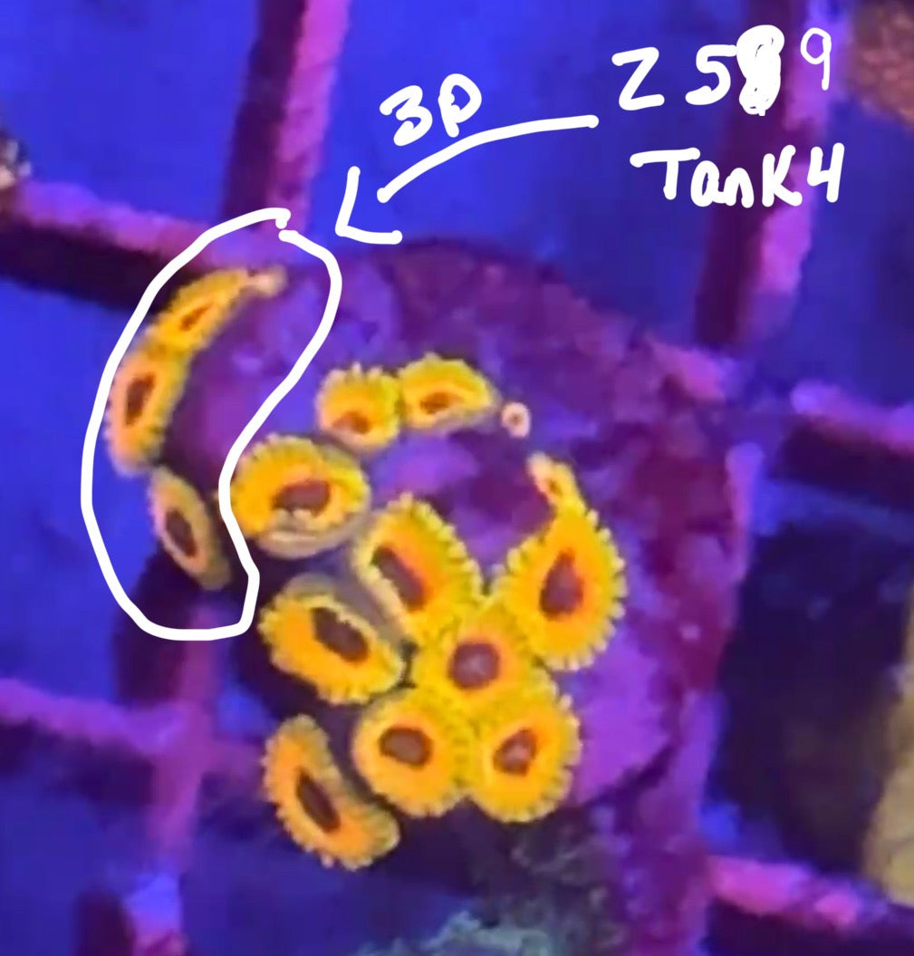 Facebook Live Auction 11/1