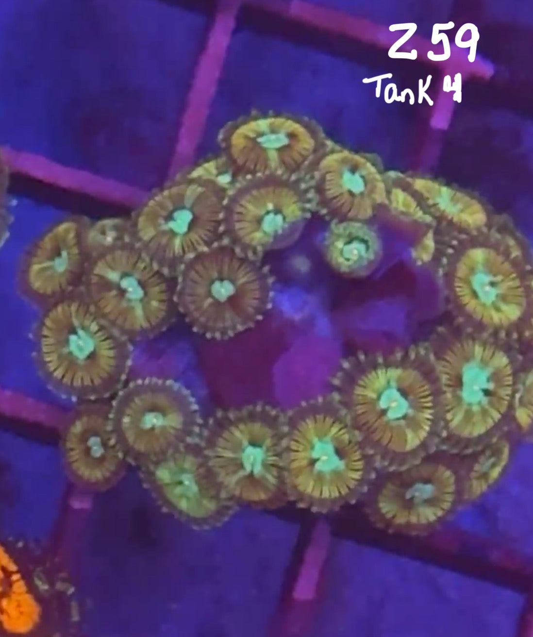 Facebook Live Auction 11/1