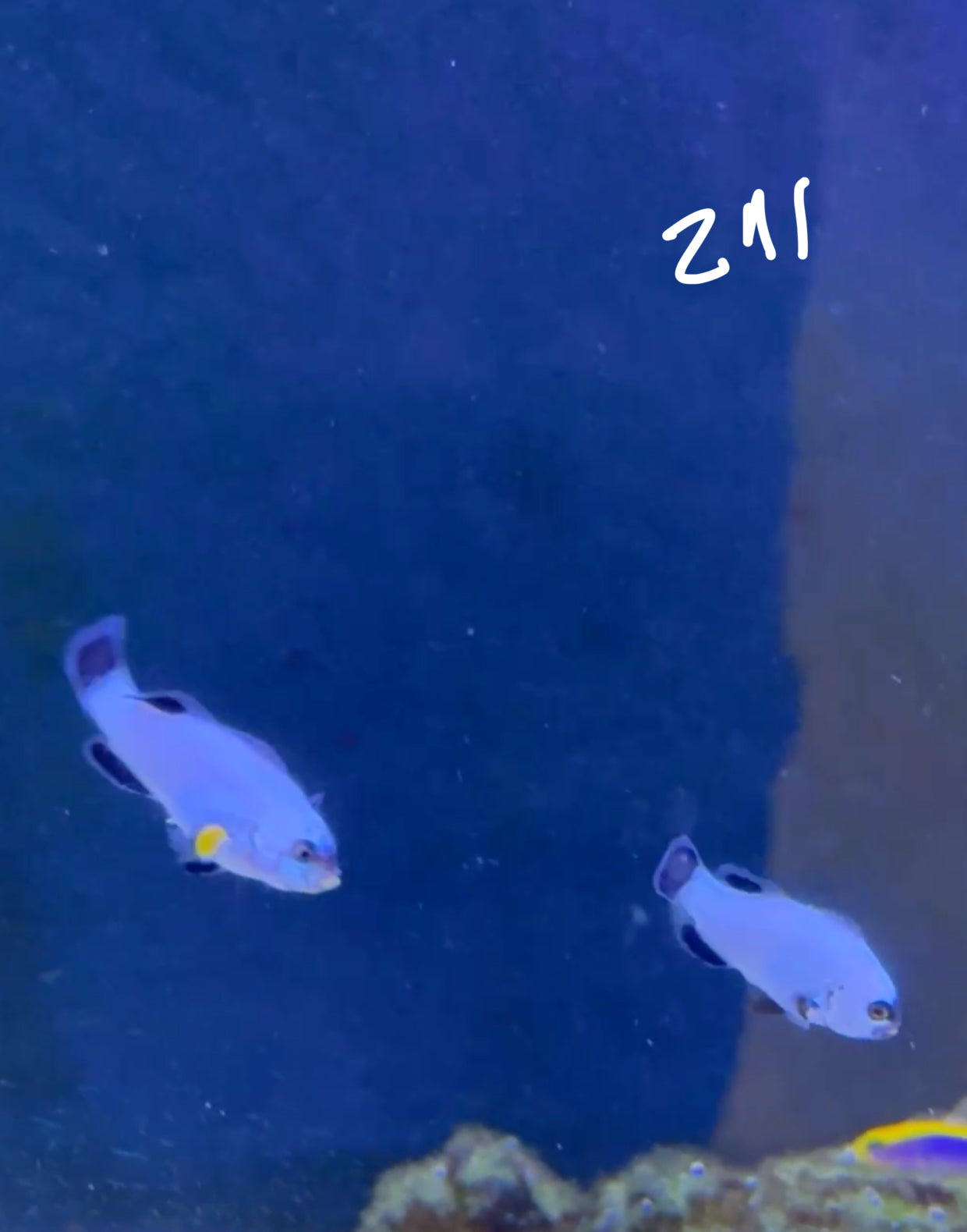 Facebook Live Auction 11/1