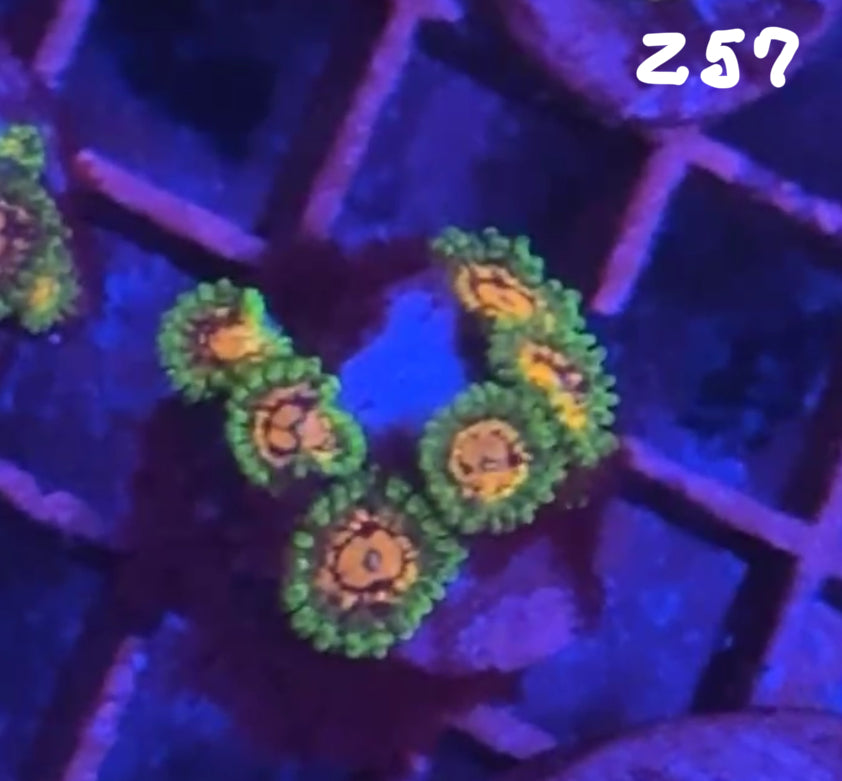 Facebook Live Auction 11/1