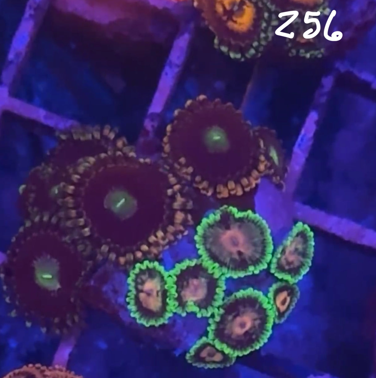 Facebook Live Auction 11/1