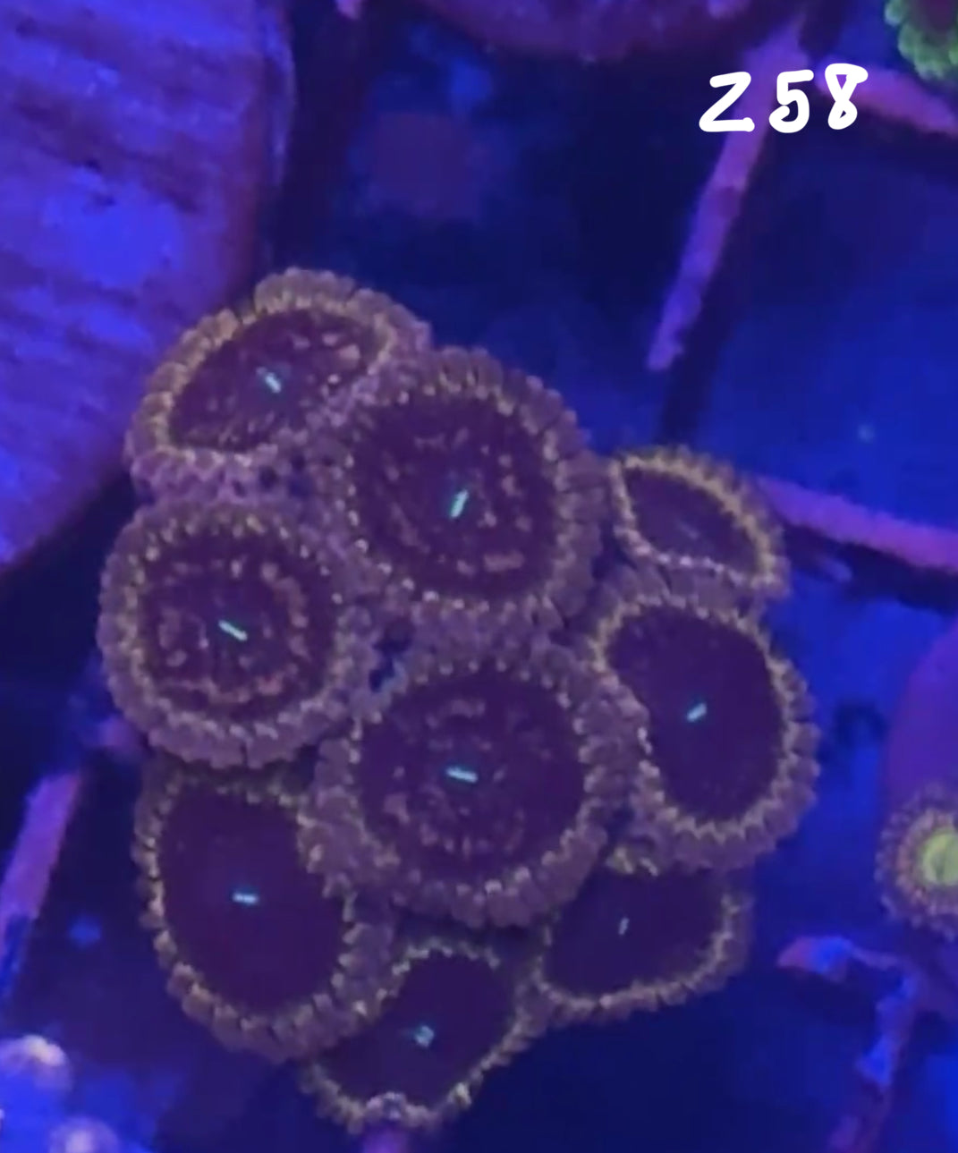 Facebook Live Auction 11/1