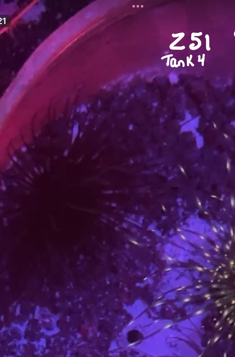 Facebook Live Auction 11/1