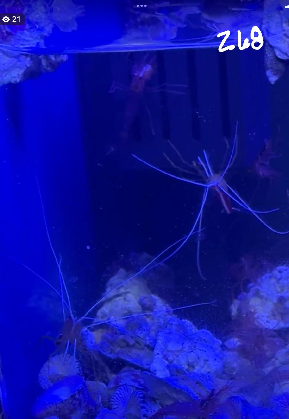 Facebook Live Auction 11/1