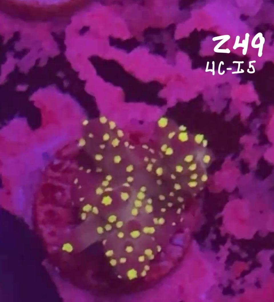 Facebook Live Auction 11/1