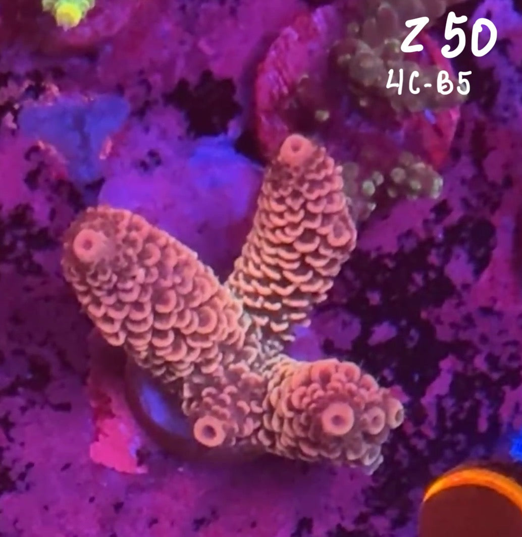 Facebook Live Auction 11/1