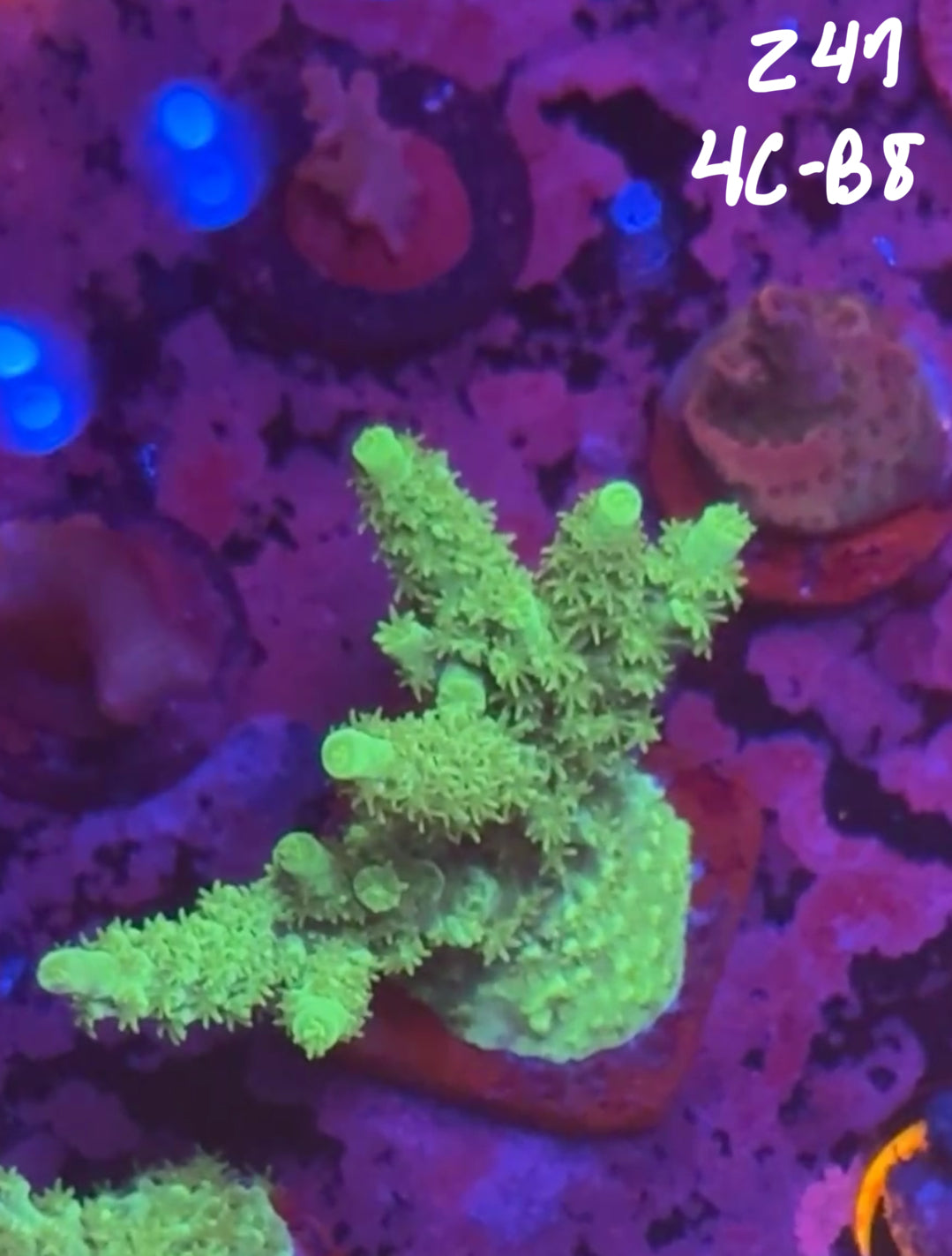 Facebook Live Auction 11/1