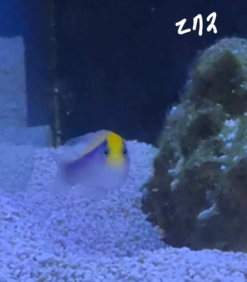 Facebook Live Auction 11/1