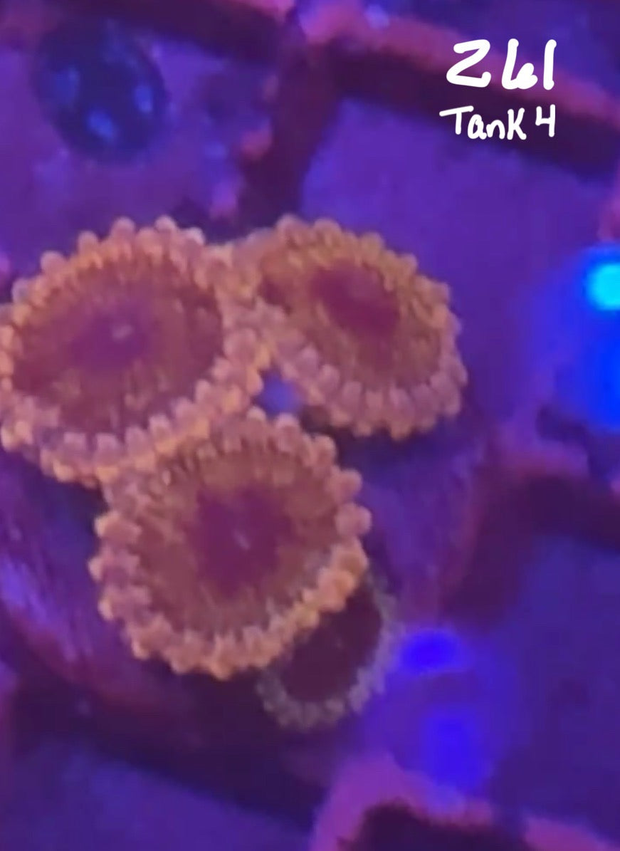 Facebook Live Auction 11/1