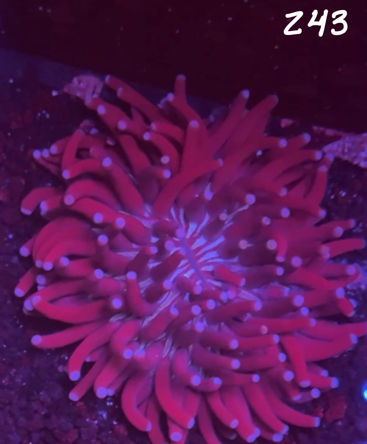 Facebook Live Auction 11/1