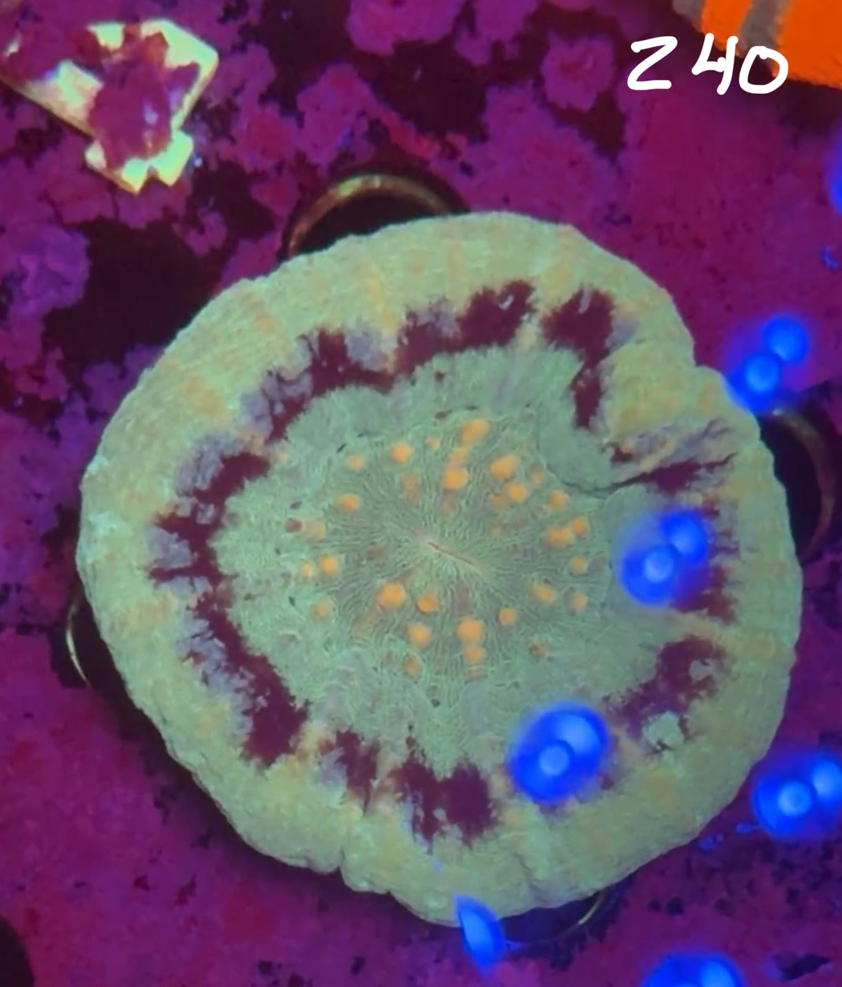 Facebook Live Auction 11/1