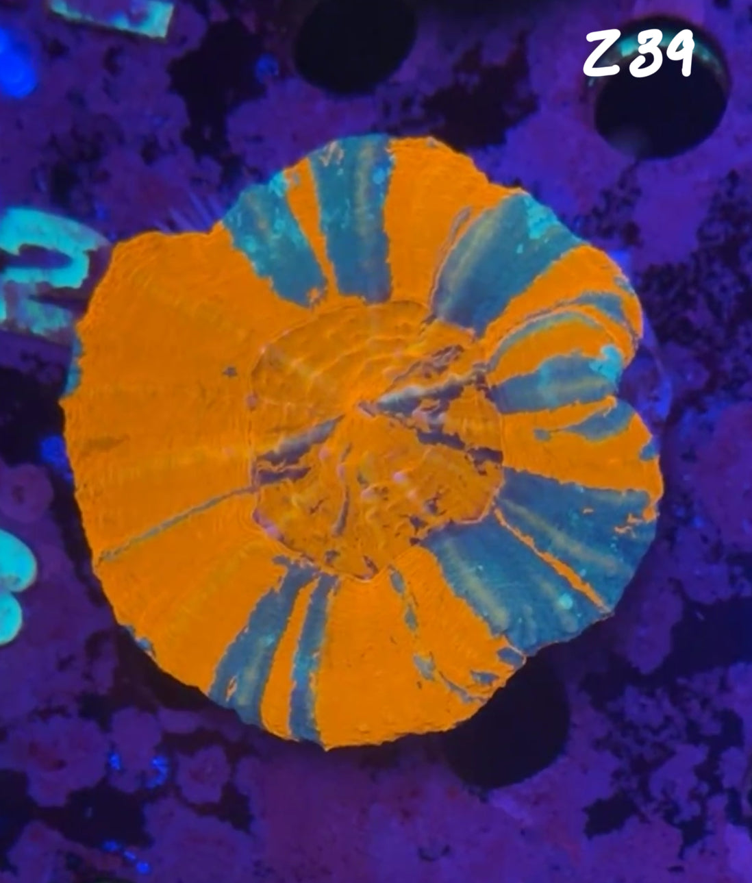 Facebook Live Auction 11/1