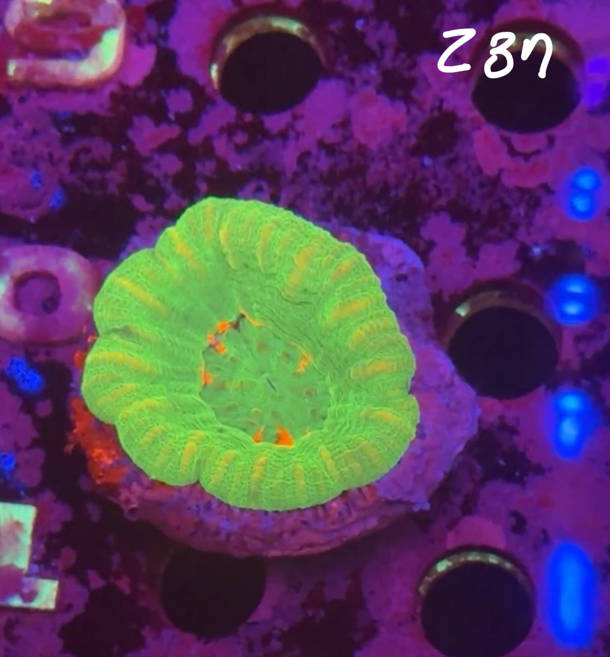 Facebook Live Auction 11/1