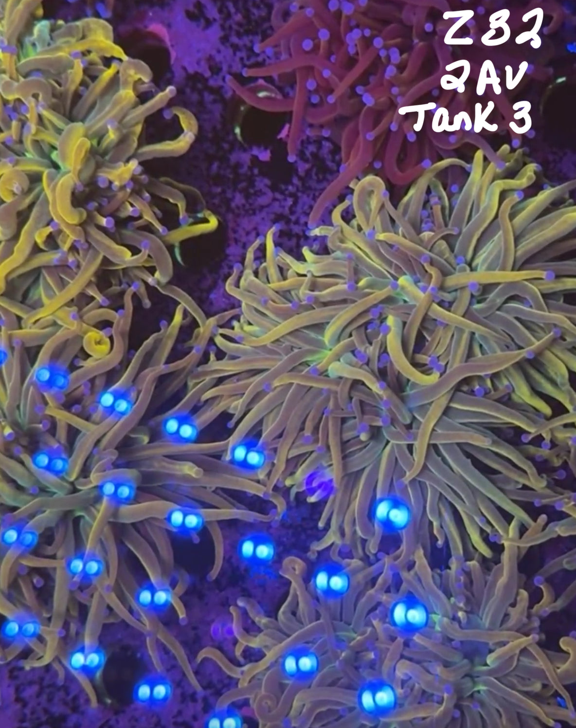 Facebook Live Auction 11/1