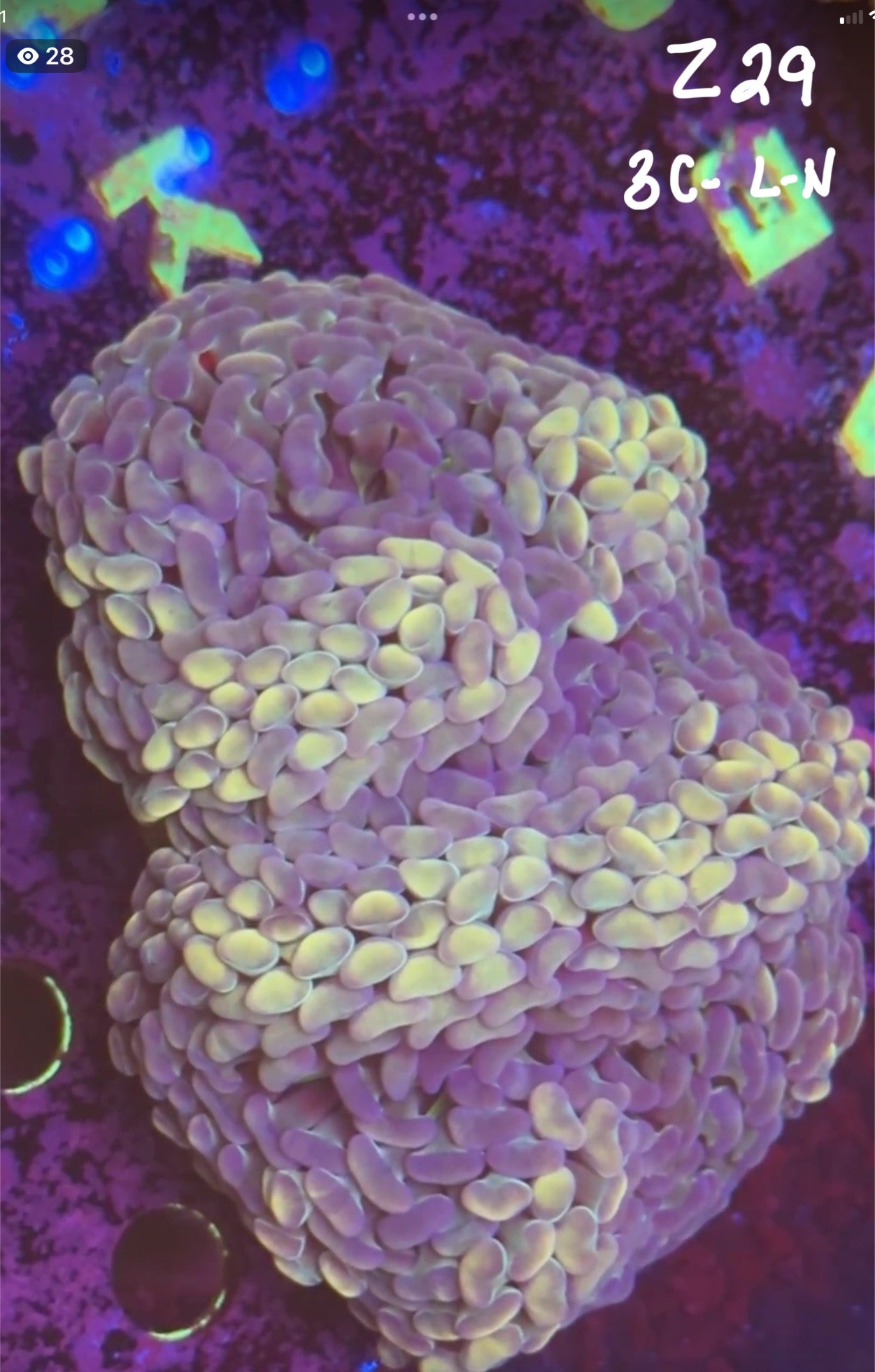 Facebook Live Auction 11/1