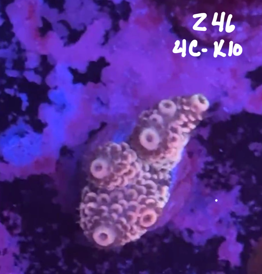 Facebook Live Auction 11/1