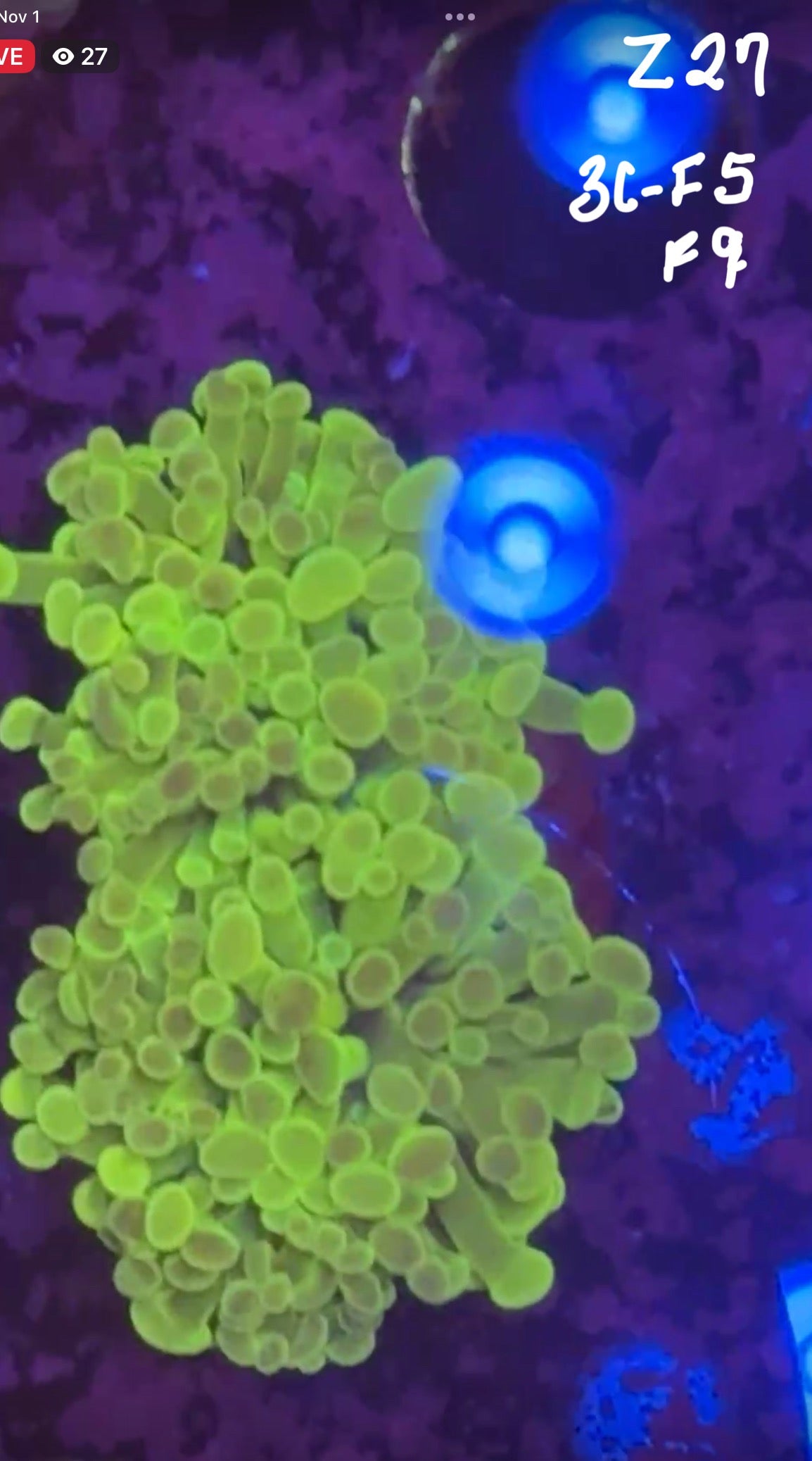 Facebook Live Auction 11/1