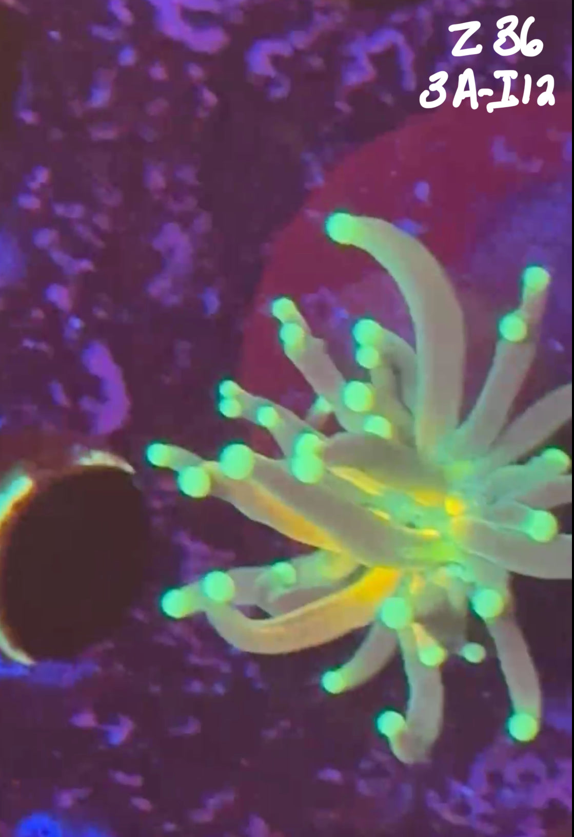 Alex Skaggs 11/1 Facebook Live Auction