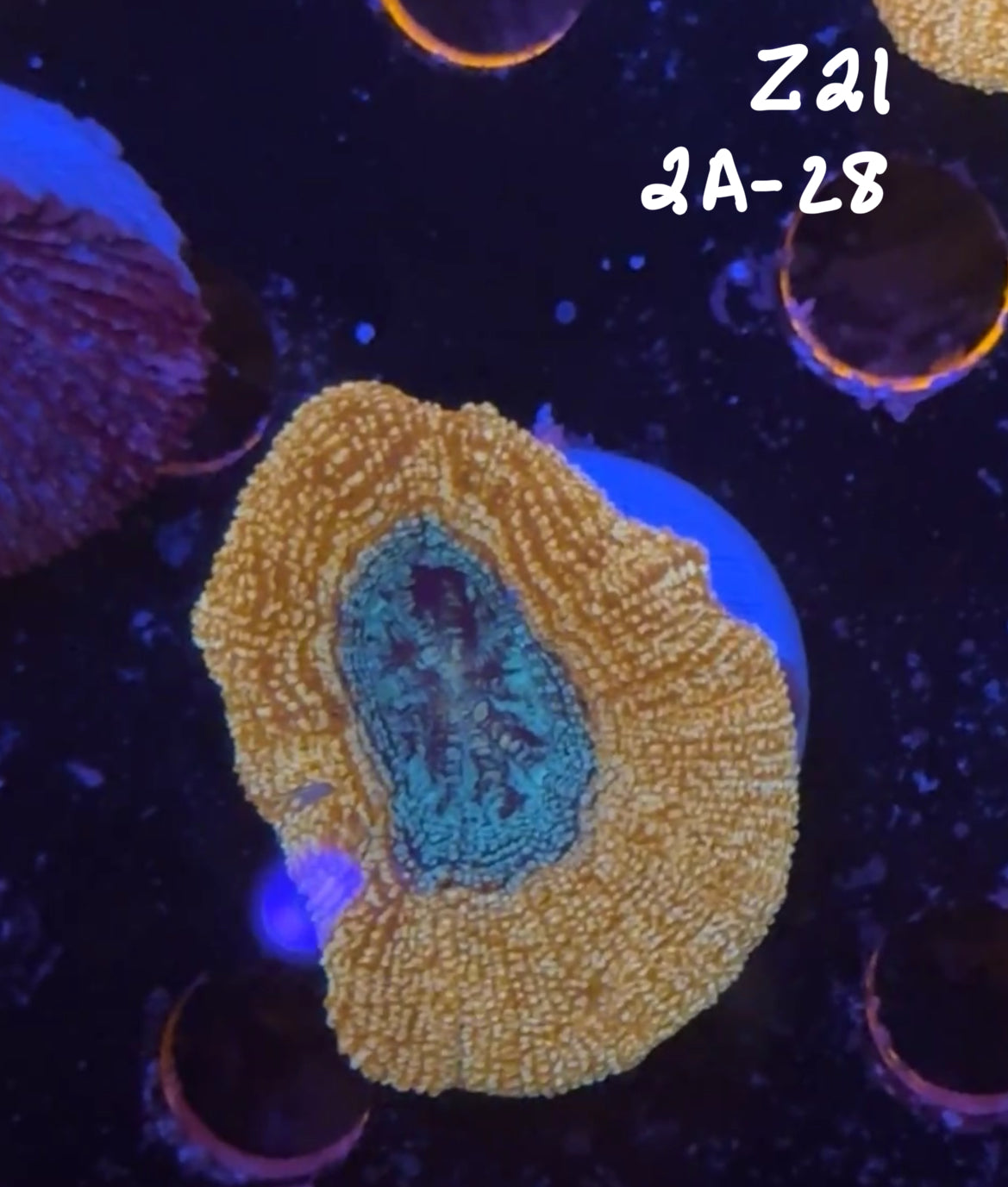 Facebook Live Auction 11/1