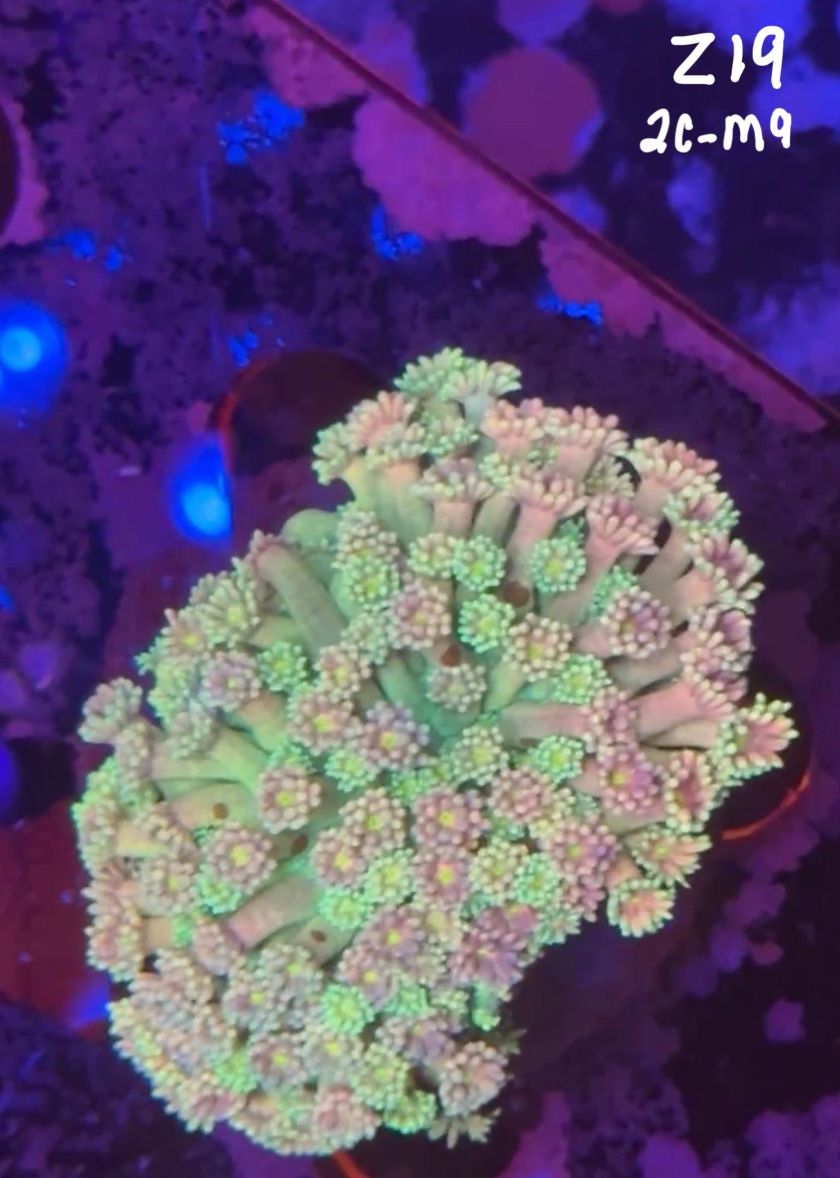 Facebook Live Auction 11/1