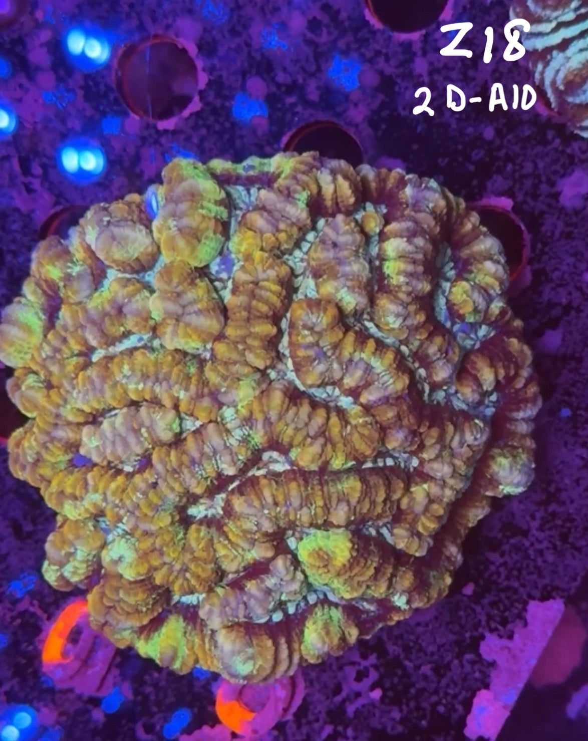 Cory Stephenson Buckley 11/1 Facebook Live Auction