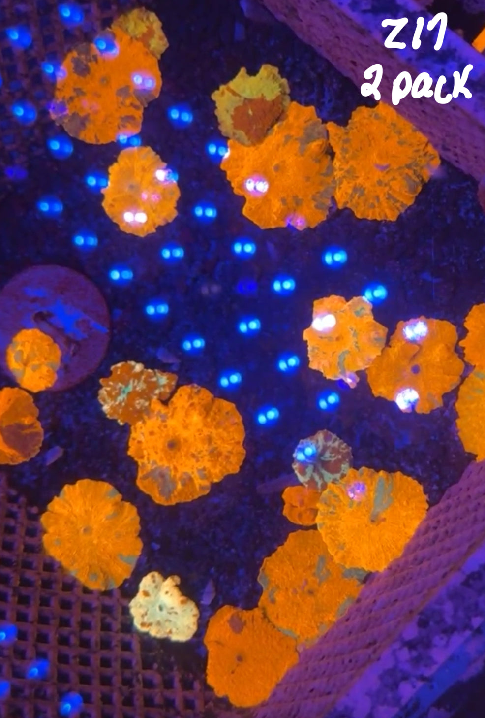 Facebook Live Auction 11/1