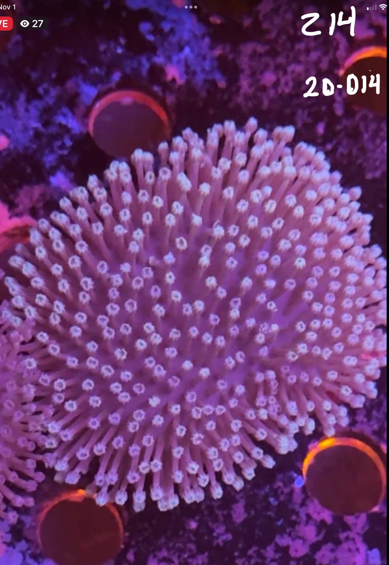 Facebook Live Auction 11/1