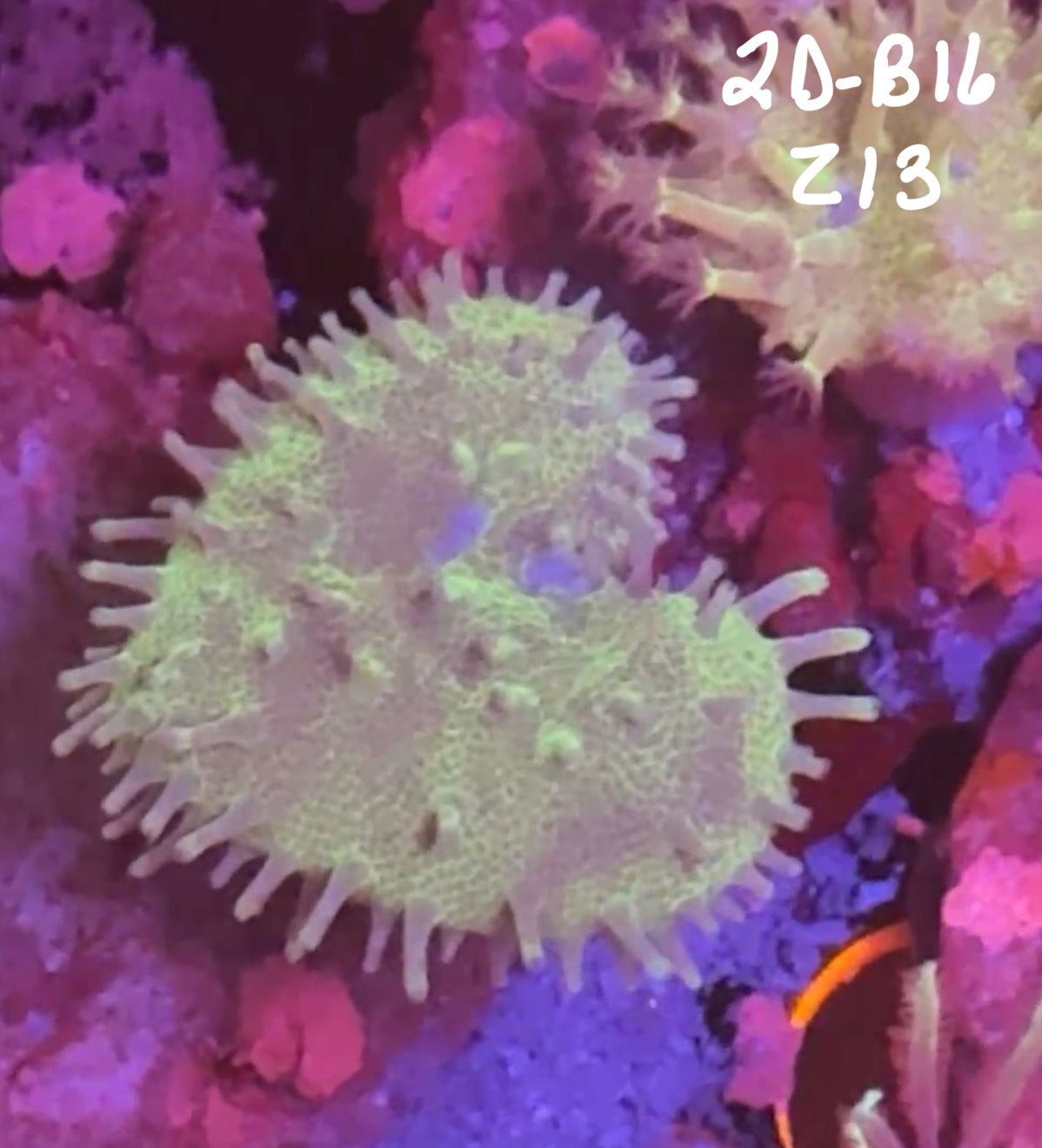 Facebook Live Auction 11/1