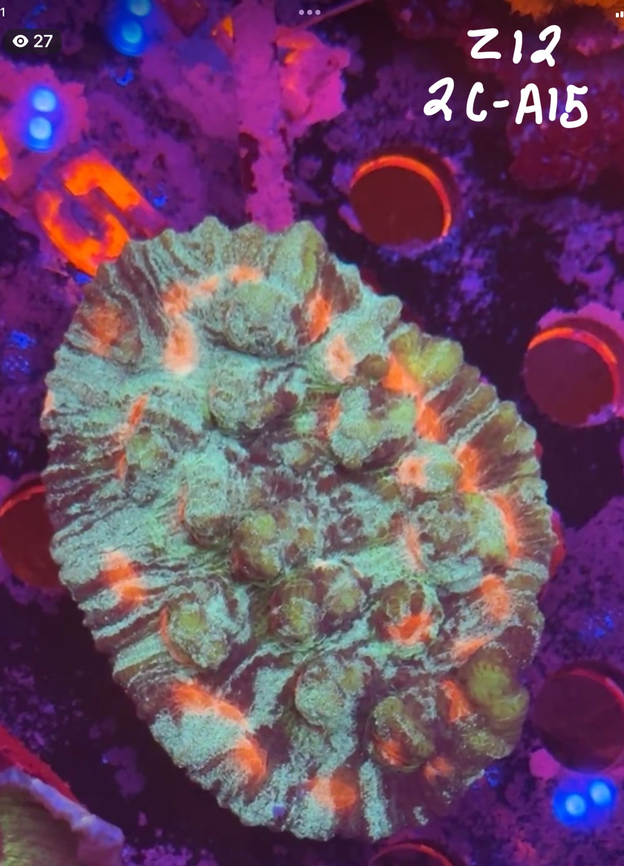 Cory Stephenson Buckley 11/1 Facebook Live Auction