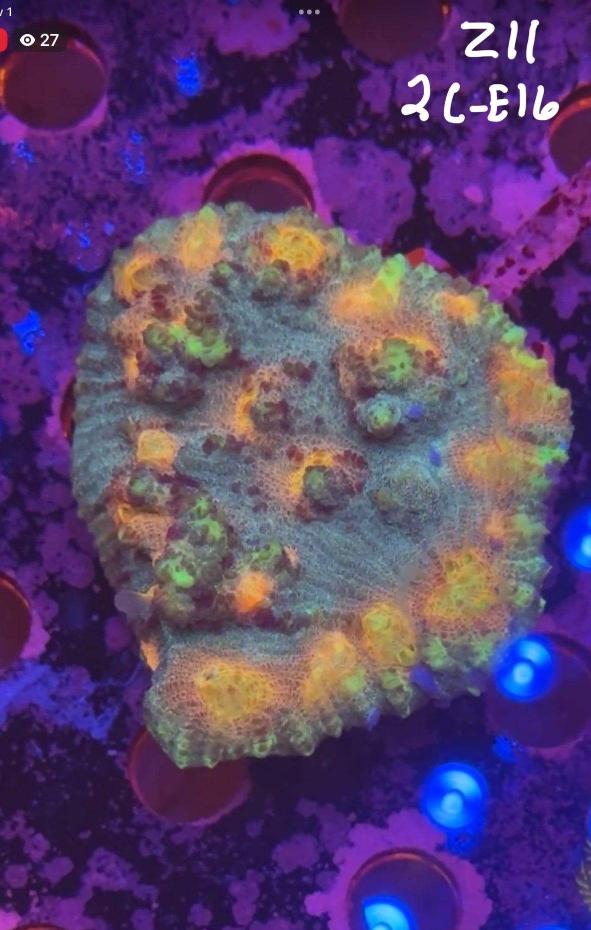 Facebook Live Auction 11/1