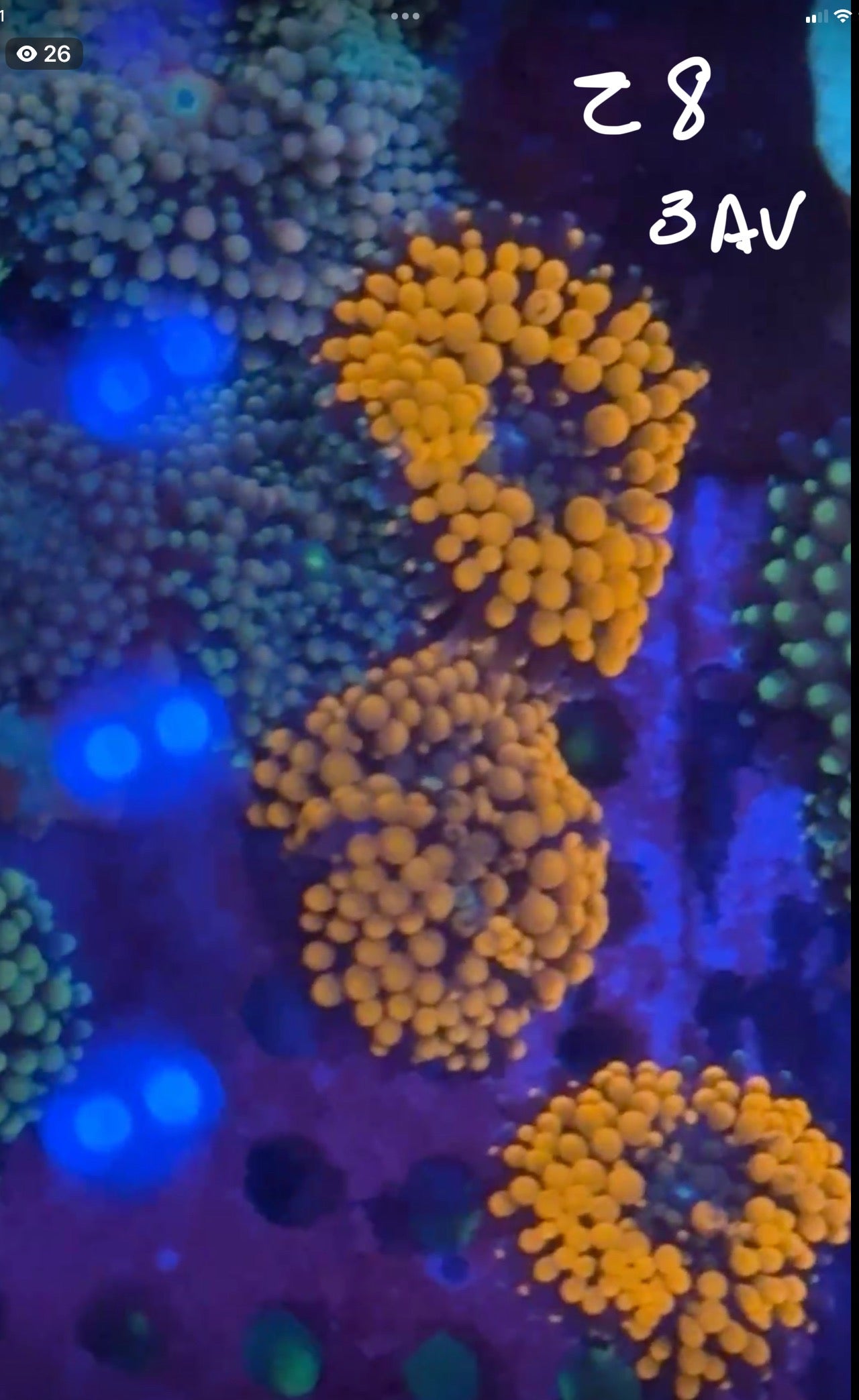 Danielle Cunningham Facebook Live Auction 11/1