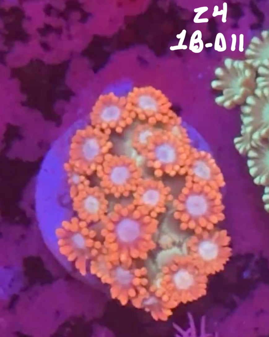 Facebook Live Auction 11/1