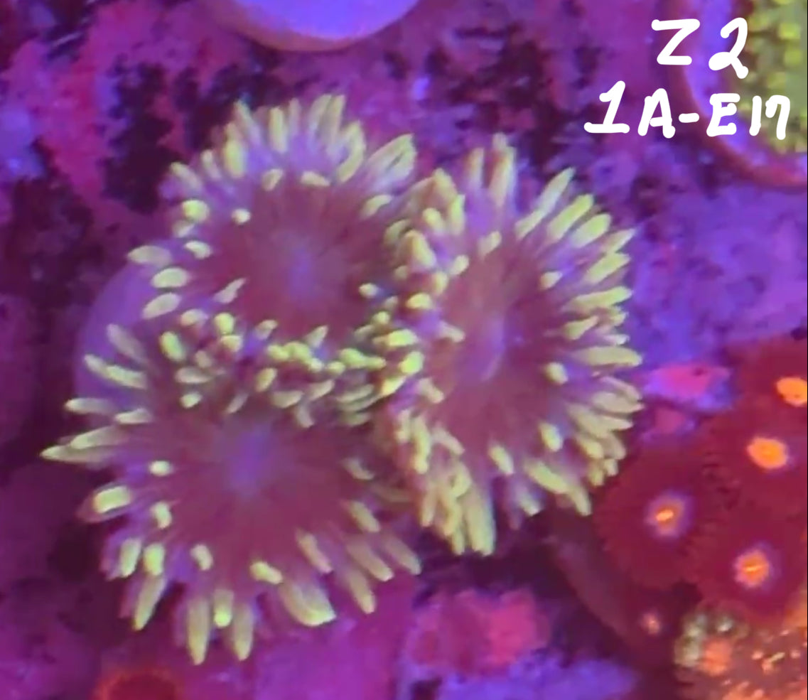 Facebook Live Auction 11/1