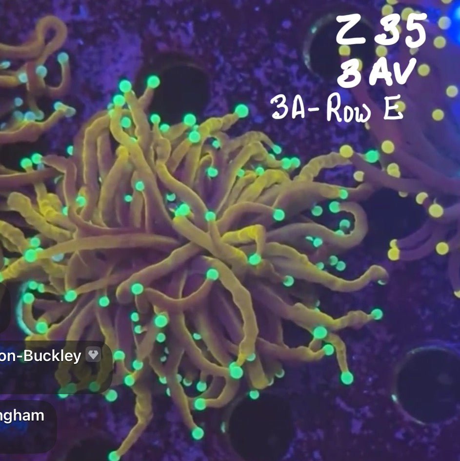 Facebook Live Auction 11/1