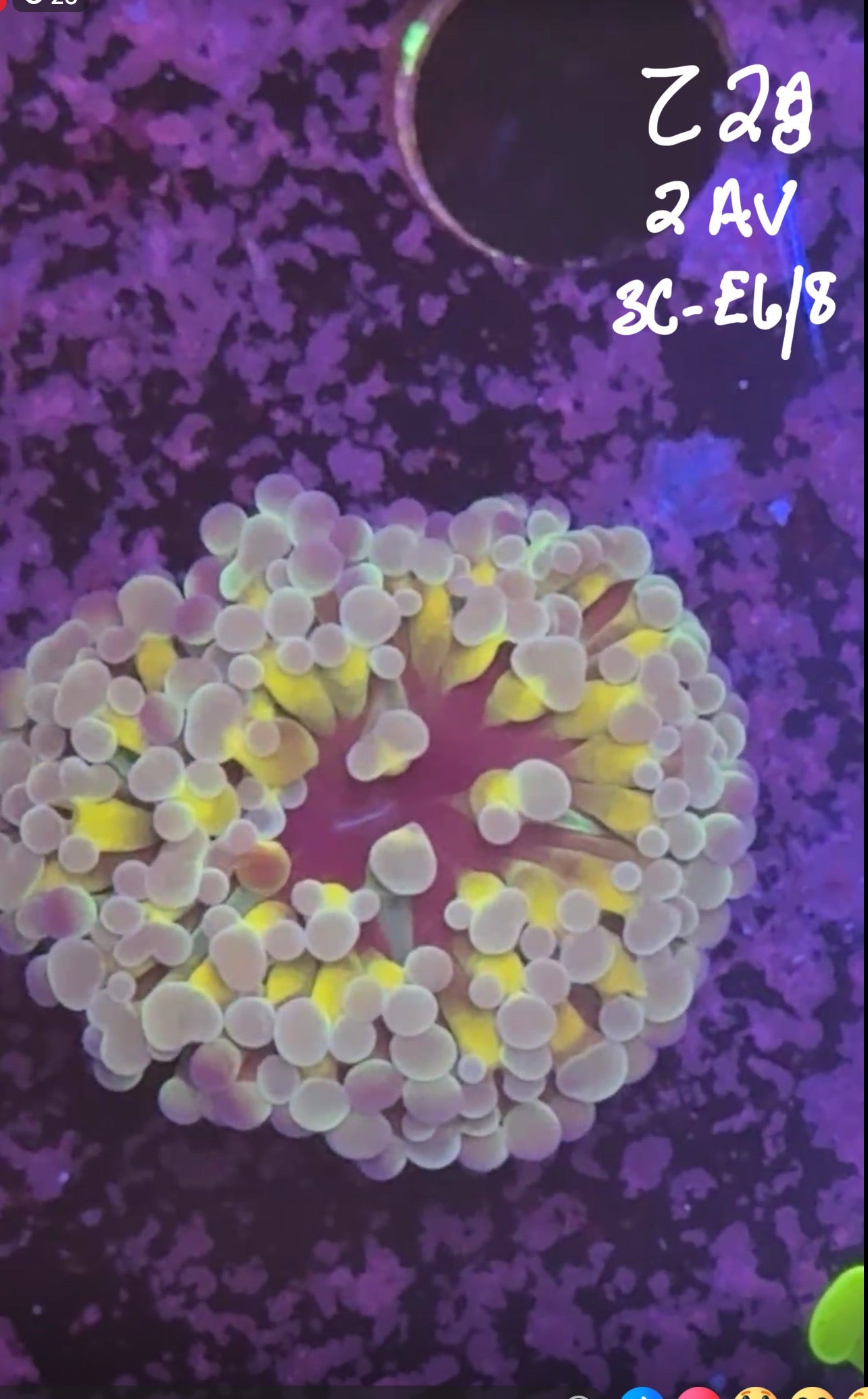 Facebook Live Auction 11/1