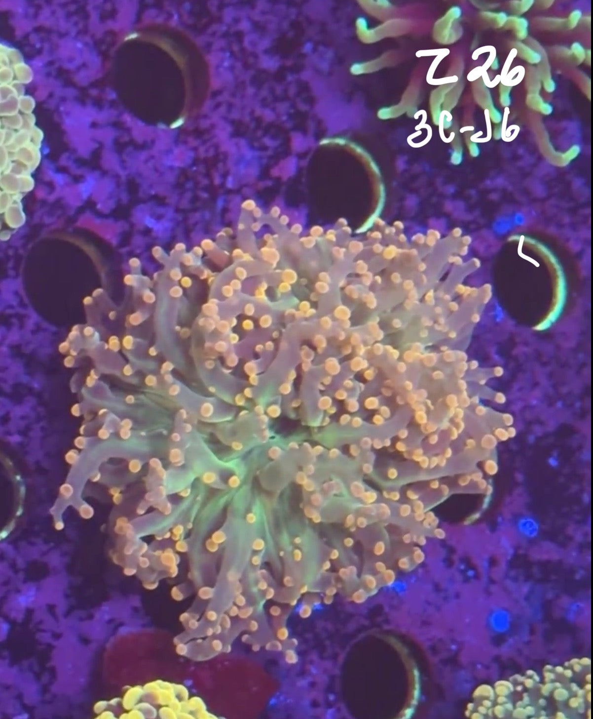 Facebook Live Auction 11/1