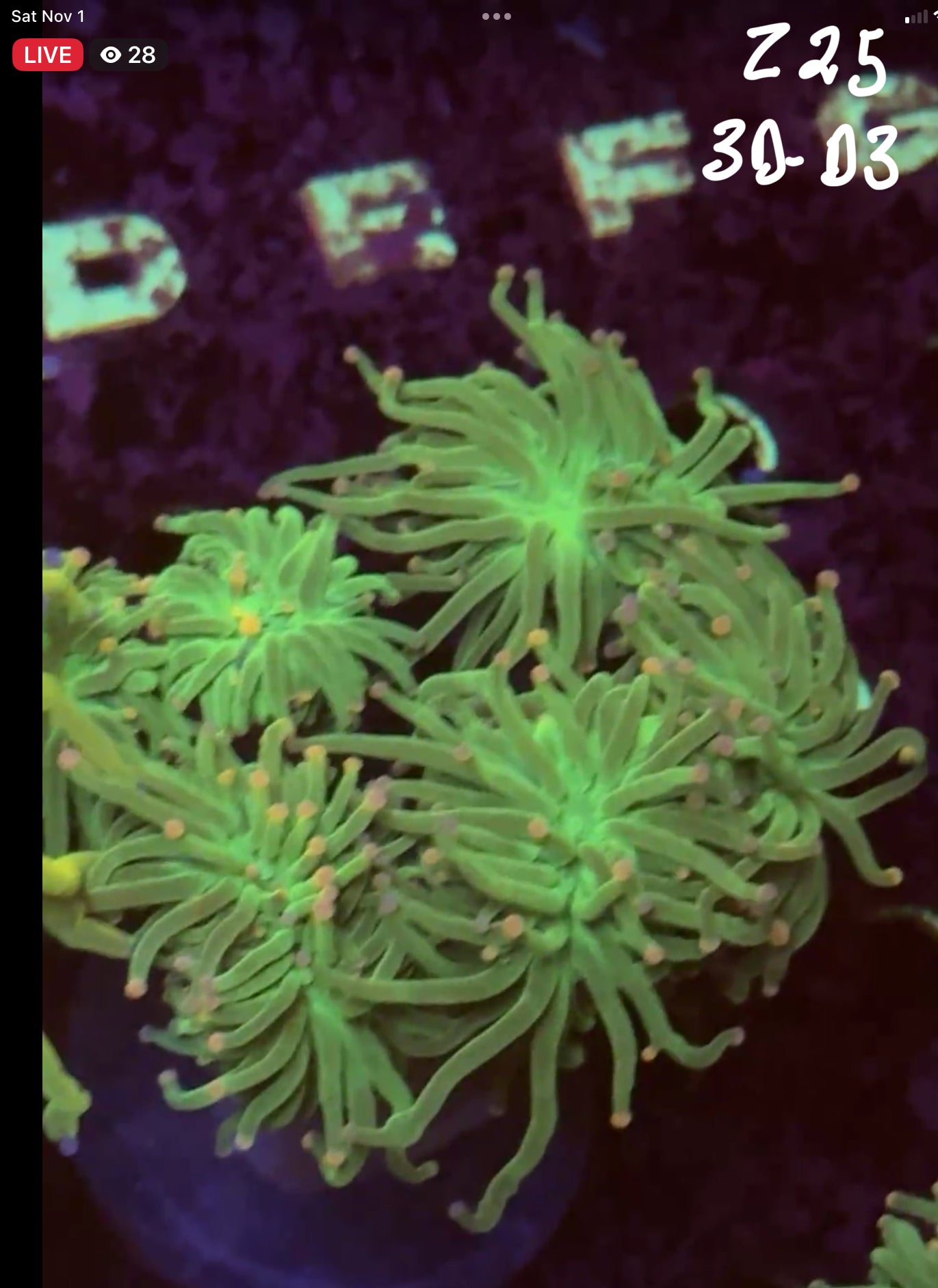 Cindy Dreier Facebook Live Auction 11/1