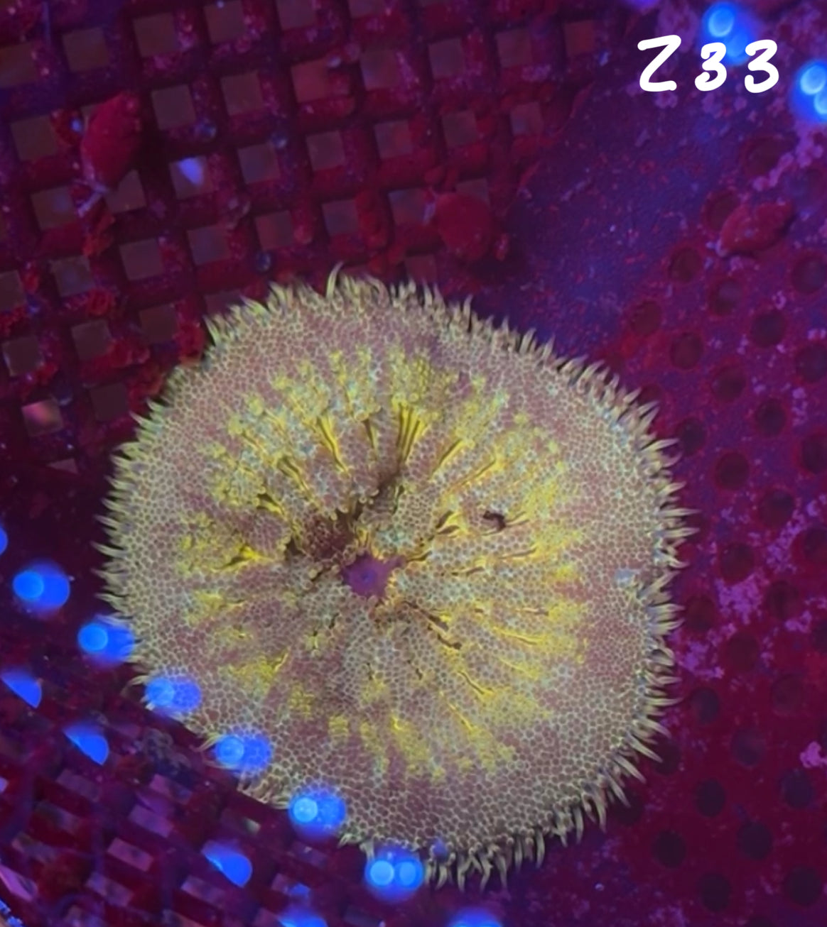 Facebook Live Auction 11/1