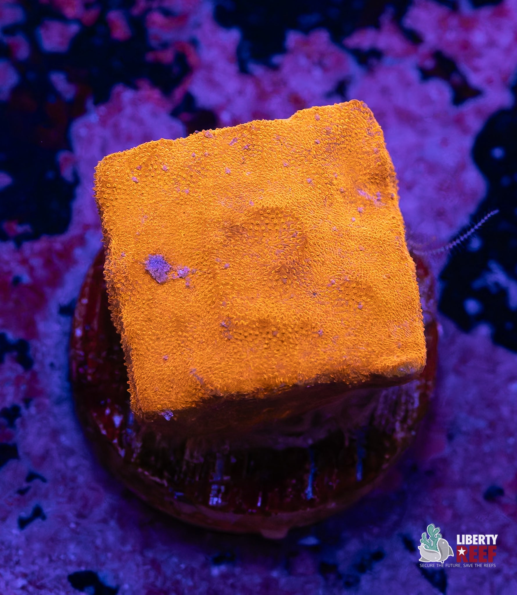 Orange Peel Montiopora