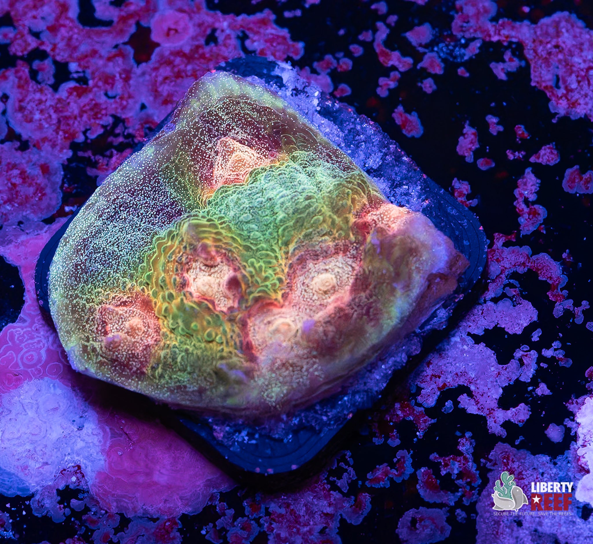 Big R Weirdo Chalice