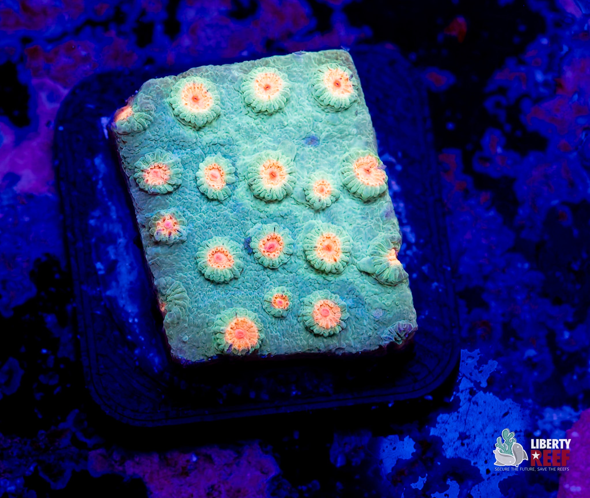 Monsters Inc Cyphastrea